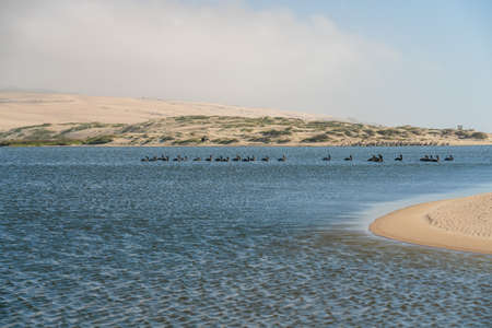 Pelicans floating on water. Sand dunes and cloudy sky on background. Guadalupe-Nipomo Dunes National Wildlife reserve, Californiaの写真素材