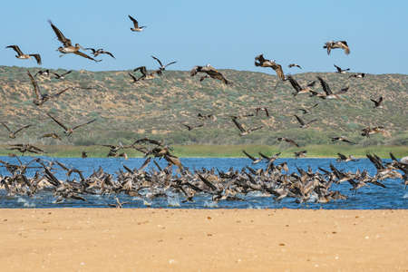 Great colony of Brown Pelicans flying over the river, Guadalupe-Nipomo Dunes National Wildlife reserve, Californiaの写真素材