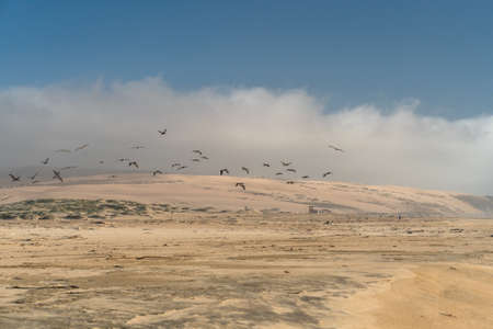 Sand dunes and flock of flying pelicans. Guadalupe-Nipomo Dunes National Wildlife reserve, Calforniaの写真素材