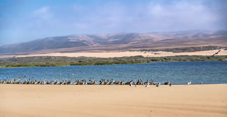 Large group of birds on the beach. Brown pelicans and seagulls, Guadalupe-Nipomo Dunes National...