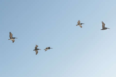 Flock of flying pelicans with clear blue sky on backgroundの写真素材