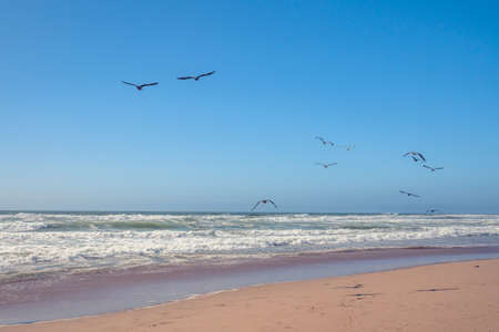 Tropical sand beach and flock of birds flying over the sea, clear blue sky on backgroundの写真素材