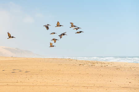 Flock of flying pelicans, sand dunes, and cloudy sky on background, California Coastlineの写真素材