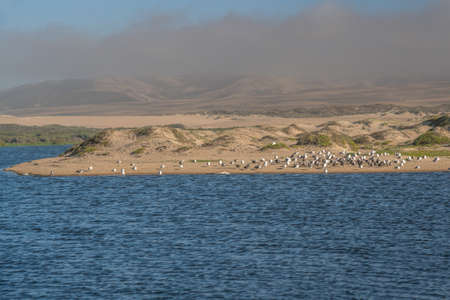 Sand dunes on the beach and large group of seagulls. Guadalupe-Nipomo Dunes National Wildlife reserve, Californiaの写真素材