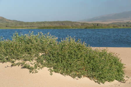 Beautiful landscape. Sand dunes on the beach and Sea Rocket flowers in bloom, beautiful pink wildflowers growing on the sandy beachの写真素材