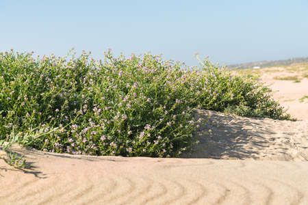 Sand dunes on the beach and Sea Rocket flowers in bloom, beautiful pink wildflowers growing on the sandy beach. Sea Rocket is a succulent - a low growing plant commonly found near sea or ocean.の写真素材