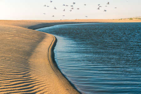 Sand beach, blue river, and flock of flying pelicans. Guadalupe River, California Coastlineの写真素材