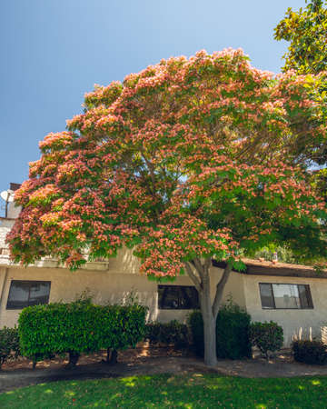 Persian silk tree, or pink silk tree, Albizia julibrissin, evergreen tree with beautiful pink...