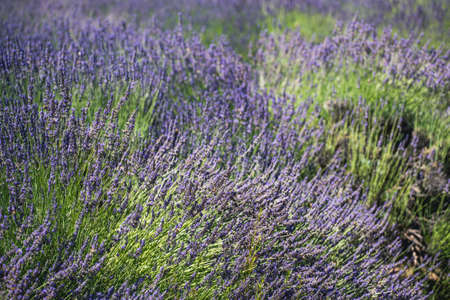 Lavender farm in California. Beautiful flowers in bloom on sunny summer dayの写真素材