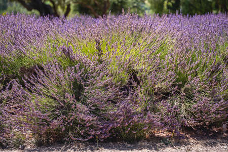 Lavender farm in California. Beautiful flowers in bloom on sunny summer dayの写真素材