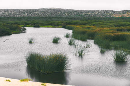 Wetland natural landscape, marsh and river, California