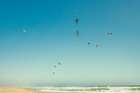 Sunny tropical beach and flock of flying birds with beautiful clear blue sky on backgroundの写真素材