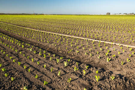 Agricultural Field with Rows of Young Fresh Salad Lettuce Plantsの写真素材