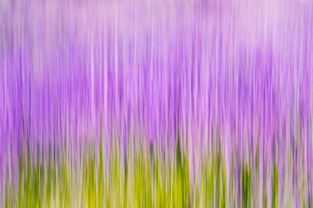 Lavender field abstract background. Line art, soft blur, purple, pink, green, and yellow colorsの写真素材