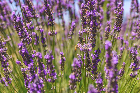 Lavender flowers and bees closeup. Sunny summer day, Lavender farm in Californiaの写真素材