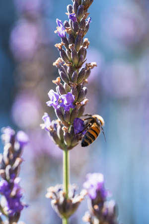 Close up of lavender flower and bee, beautiful soft blue background with bokehの写真素材