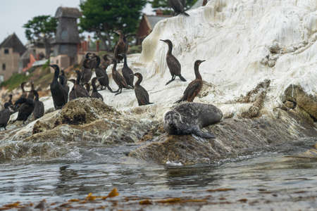 Seal and flock of cormorants on the rock in the ocean.の写真素材