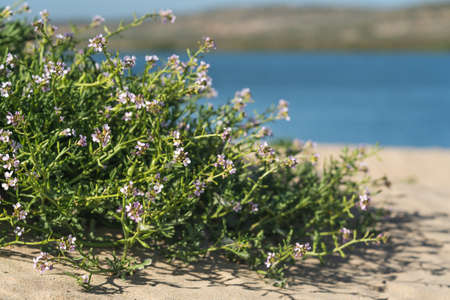 Sea Rocket flowers in bloom on the beach. Sea Rocket is a succulent - a low growing plant commonly...