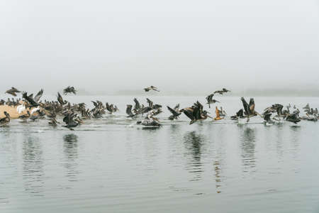Flock of flying pelicans , foggy river, California Coastlineの写真素材