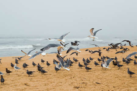 Sand beach and flock of birds, California Central Coastの写真素材