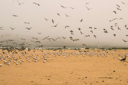 Sand dunes on the beach and large group of seabirds, California coastlineの写真素材