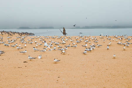 Sand beach and flock of birds, California Central Coastの写真素材