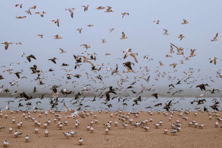 Least tern, pelicans and seagulls on the beach. Great colony of seabirds in fly, California wildlifeの写真素材