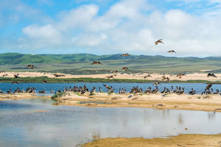 Flock of brown pelicans on the beach. Guadalupe-Nipomo Dunes, California Coastlineの写真素材