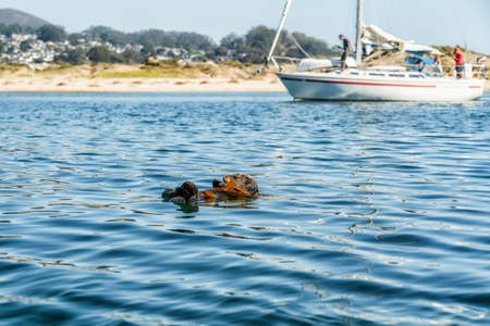 Yachting in Morro Bay harbor, California. Meeting with sea otterの写真素材