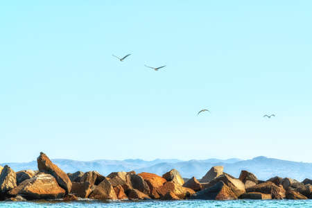 Rocky beach and flock of birds, Morro Bay, Californiaの写真素材