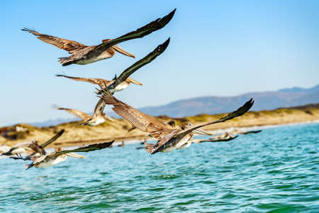 Flock of pelicans flying over the ocean, mountains and clear blue sky backgroundの写真素材