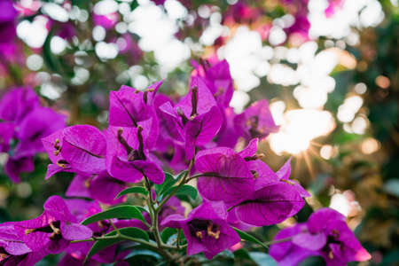 Blooming Bougainvillea tree. Bright tropical hot pink flowers and green leaves, ornamental garden in Californiaの写真素材