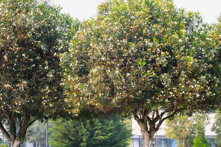 Dwarf White Oleander, or Nerium Oleander, beautiful  trees with snowy flowers and evergreen foliage.