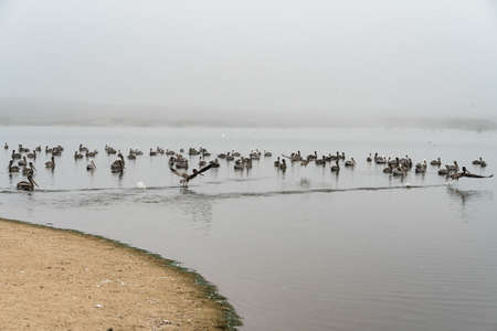 Group of sea birds on the river in foggy day, Californiaの写真素材
