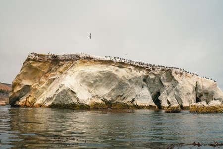Large rock in the ocean and flock of birds, Californiaの写真素材