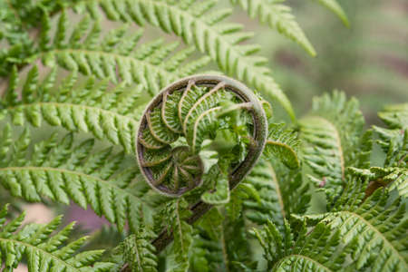 Fiddle head, fern close up in the forest. Spiral in nature, green fernの写真素材