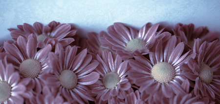 Vintage floral background. Pink Chrysanthemum on blue background with copy spaceの写真素材