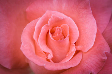 Sort pink abstract floral background. Pink rose full frameの写真素材