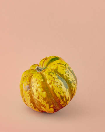 Carnival squash close up isolated on light pink-beige background. Gourd family varietiesの写真素材