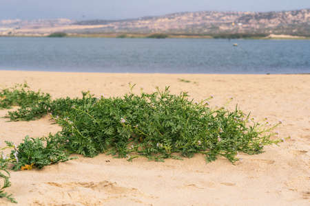 Sand dunes on the beach and Sea Rocket flowers in bloom, beautiful pink wildflowers growing on the sandy beach.の写真素材