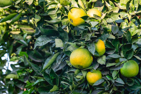 Unripe organic oranges on orange tree in the garden. Orange tree bearing full grown fruits.の写真素材