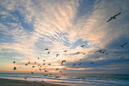 Pink sunset on the beach and silhouette of flying birds with colorful cloudy sky on backgroundの写真素材