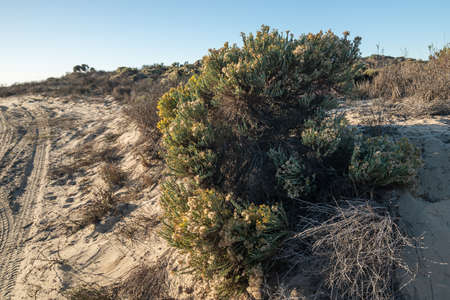 California Golden Bush, desert plants autumn season. Walking through the wilderness area in Oso Flaco Lake State Park, Californiaの写真素材