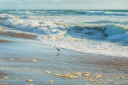 Willet bird on the beach at sunset. California coastline