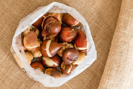 Package of tulip bulbs close up on rustic background, flat lay