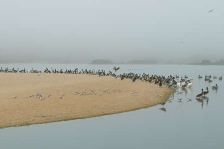 Flock of birds on the beach, pelicans and seagulls. Foggy day, tranquil sceneの写真素材