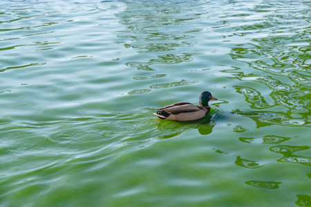 One duck floating on reflective water in bright sunny day