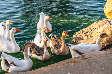 Flock of wild geese close up in city park pond in sunny sunlight