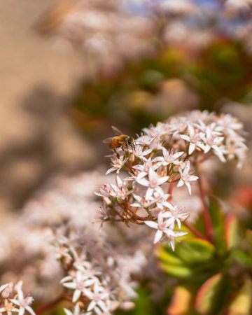 Succulent plant in bloom. Beautiful small white and pink flowers, and honeybee