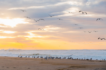 Pacific ocean sunset and silhouette of flying birds. Beautiful waves with sun reflection, and bright cloudy sky on background, Santa Barbara County, Californiaの写真素材